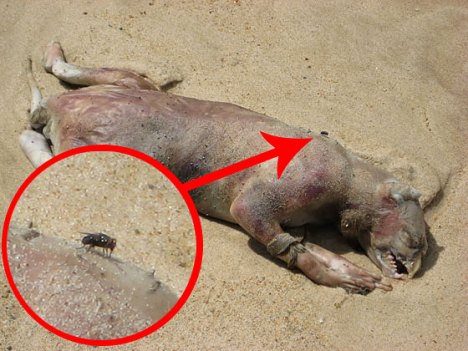 Heboh Foto Binatang Aneh Dibunuh oleh Para Remaja « Ud